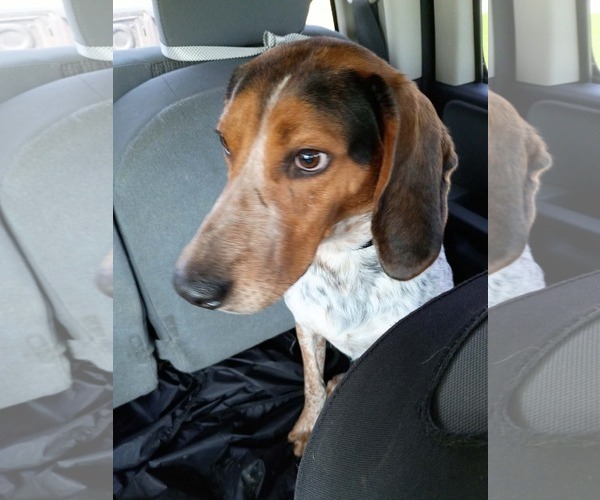 Medium Photo #3 Bluetick Coonhound Puppy For Sale in Spring Lake, NC, USA