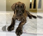 Small Photo #8 Great Dane Puppy For Sale in PORT SAINT LUCIE, FL, USA