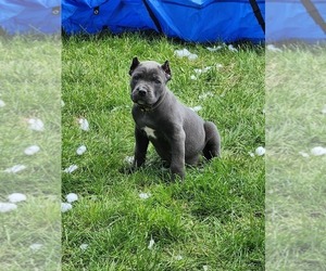 Cane Corso Puppy for sale in CAMBY, IN, USA