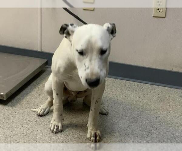Medium Photo #1 Dalmatian-Unknown Mix Puppy For Sale in Visalia, CA, USA