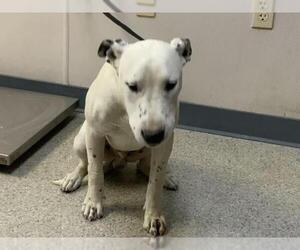 Dalmatian-Unknown Mix Dogs for adoption in Visalia, CA, USA