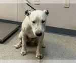 Small Dalmatian Mix