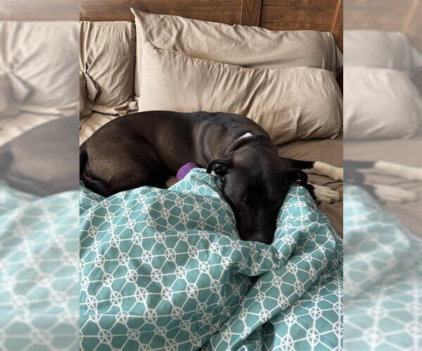 Medium Photo #7 Mutt Puppy For Sale in Gloversville, NY, USA