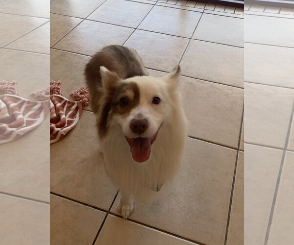 Medium Photo #11 Australian Shepherd Puppy For Sale in Valrico, FL, USA