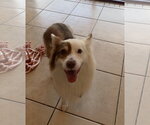 Small Photo #11 Australian Shepherd Puppy For Sale in Valrico, FL, USA