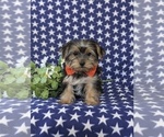 Small Photo #2 Yorkshire Terrier Puppy For Sale in LINCOLN UNIVERSITY, PA, USA
