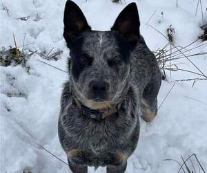 Father of the Australian Cattle Dog puppies born on 12/18/2021