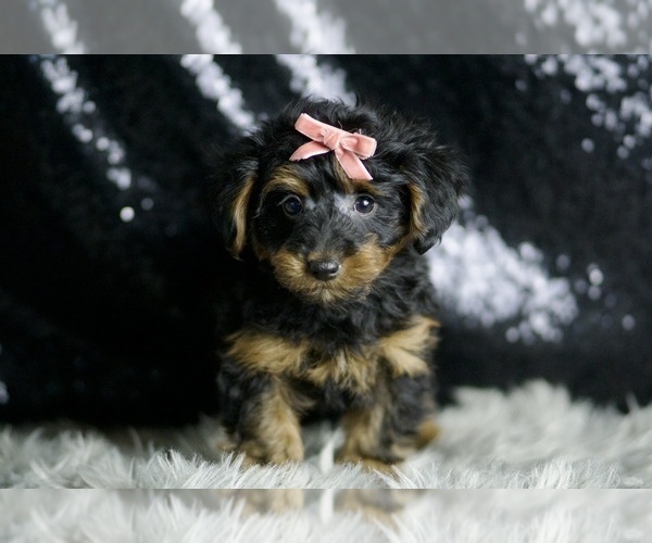 Medium Photo #133 YorkiePoo Puppy For Sale in WARSAW, IN, USA