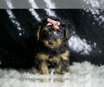 Small #2 YorkiePoo