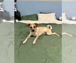 Small #17 Labrador Retriever Mix