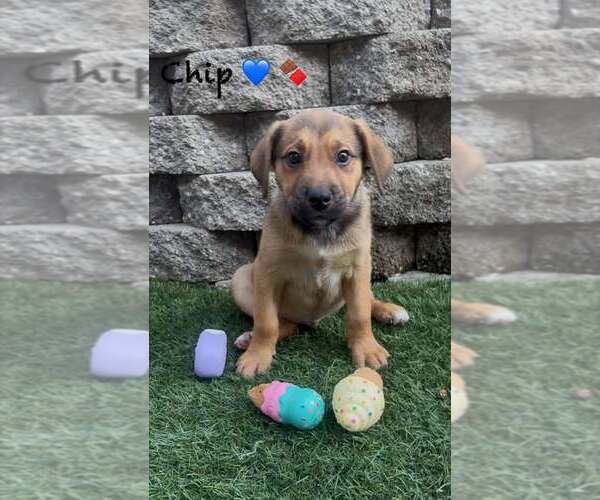Medium Photo #1 Shollie Puppy For Sale in Turlock, CA, USA