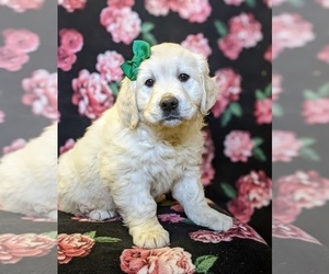 English Cream Golden Retriever Puppy for sale in ELKTON, MD, USA