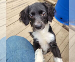 Spaniel-Unknown Mix Dogs for adoption in FAIRLAWN, OH, USA
