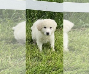 Great Pyrenees Puppy for sale in CANOGA, NY, USA