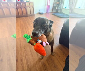 Country Queens - Dolly - Located in FL - Female Mutt Dog for Adoption - Photo #2