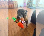 Small Photo #2 Mutt Puppy For Sale in Imlay City, MI, USA