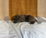 Small Photo #4 Australian Cattle Dog-Hangin Tree Cowdog Mix Puppy For Sale in WHAT CHEER, IA, USA