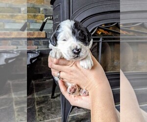 Sheepadoodle Puppy for sale in AVILLA, IN, USA