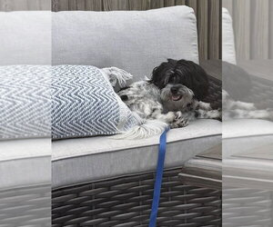 Whizzy - Male Shih Tzu Dog for Adoption - Photo #9