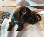 Small Photo #27 Mastiff Puppy For Sale in FULTON, NY, USA