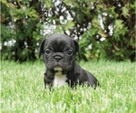 Small Photo #3 French Bulldog Puppy For Sale in WARSAW, IN, USA
