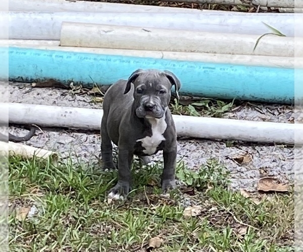 Medium Photo #2 American Bully Puppy For Sale in DELTONA, FL, USA