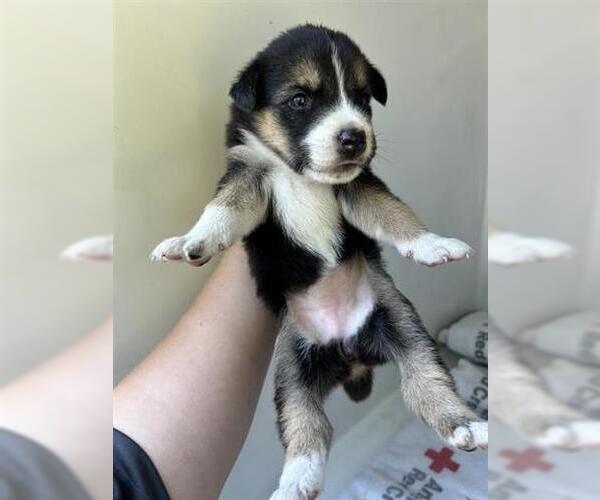 Medium Photo #1 German Shepherd Dog-Unknown Mix Puppy For Sale in Houston, TX, USA