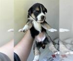 Small German Shepherd Dog Mix