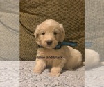 Small Photo #23 Pyredoodle Puppy For Sale in MARION, IN, USA