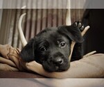 Small Photo #4 Labrador Retriever Puppy For Sale in STROUD, OK, USA
