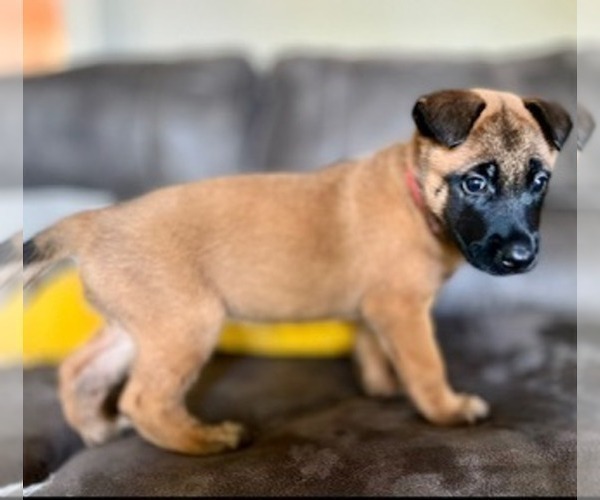 Medium Photo #1 Belgian Malinois Puppy For Sale in DECATUR, AL, USA