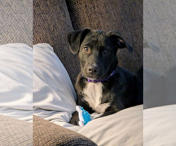 Medium Photo #2 Labrador Retriever-Unknown Mix Puppy For Sale in Farmington, MN, USA