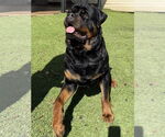Small #6 Rottweiler