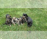 Small Photo #7 German Shepherd Dog Puppy For Sale in LORE CITY, OH, USA