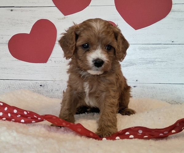 Medium Photo #1 Cavapoo (Miniature) Puppy For Sale in HANCOCK, MN, USA