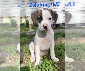 Mutt Dogs for adoption in pomfret, CT, USA