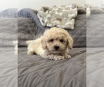 Small Photo #3 Maltipoo Puppy For Sale in BEECH GROVE, IN, USA