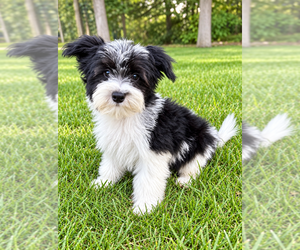 YorkiePoo Puppy for sale in FAIR HAVEN, MI, USA