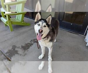 Siberian Husky Dogs for adoption in Denver, CO, USA