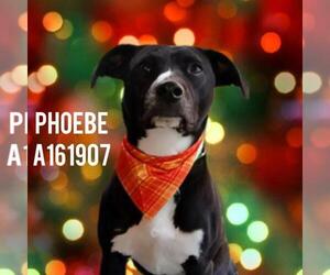 Labrador Retriever-Unknown Mix Dogs for adoption in Tulsa, OK, USA