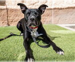 Small #5 American Staffordshire Terrier Mix