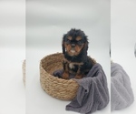 Small Photo #3 Cavalier King Charles Spaniel Puppy For Sale in GOSHEN, IN, USA