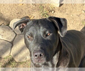 Labrador Retriever-Unknown Mix Dogs for adoption in Tulsa, OK, USA