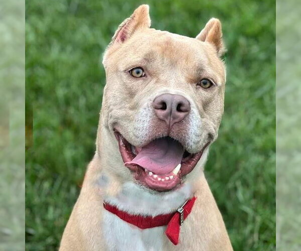 Medium Photo #11 American Staffordshire Terrier-Unknown Mix Puppy For Sale in Cranford, NJ, USA