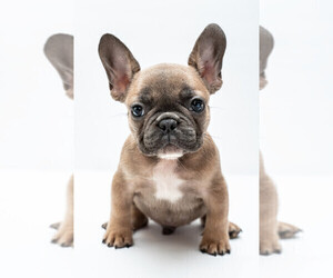 French Bulldog Puppy for Sale in GRANITE BAY, California USA