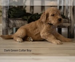 Puppy 8 Doodle-Goldendoodle Mix