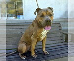 Small #1 Boxer Mix