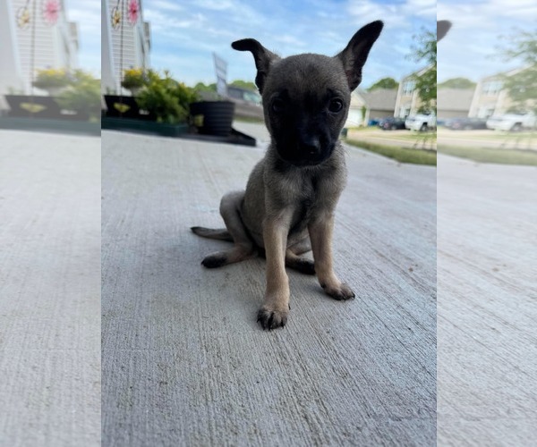 Medium Photo #2 Chihuahua-Unknown Mix Puppy For Sale in Woodbury, NY, USA