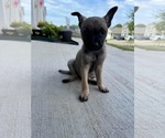 Small #1 Chihuahua Mix