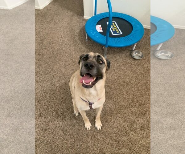 Medium Photo #4 Anatolian Shepherd-Unknown Mix Puppy For Sale in Vail, AZ, USA